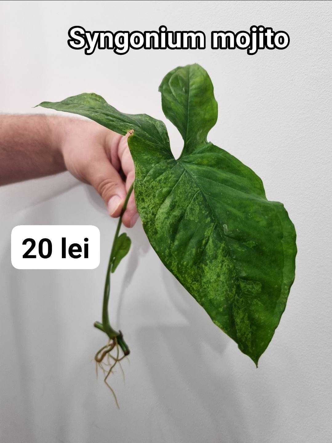 Plante interior, inradacinate Monstera, Pilea, Philodendron & altele