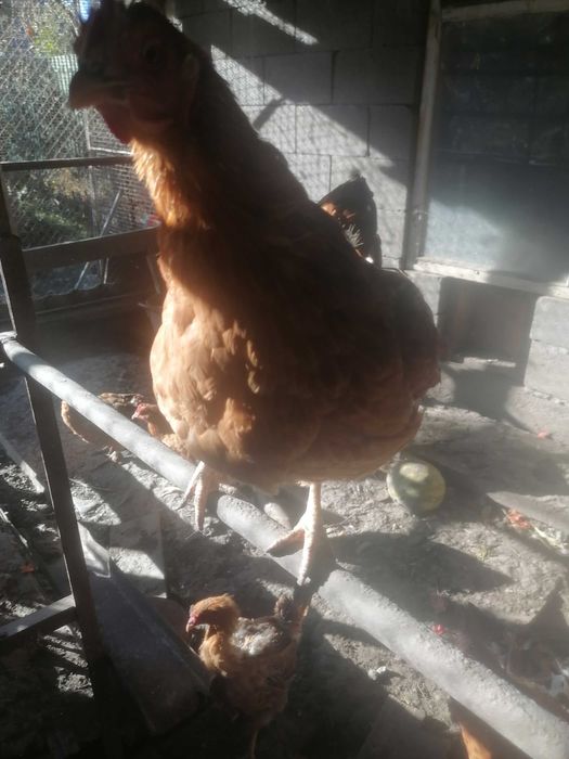 Продам домашних курочек.