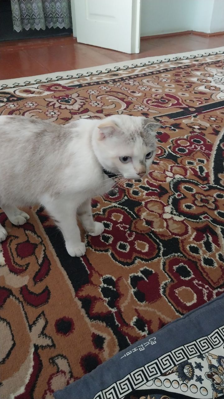 Продаётся кошка и котята