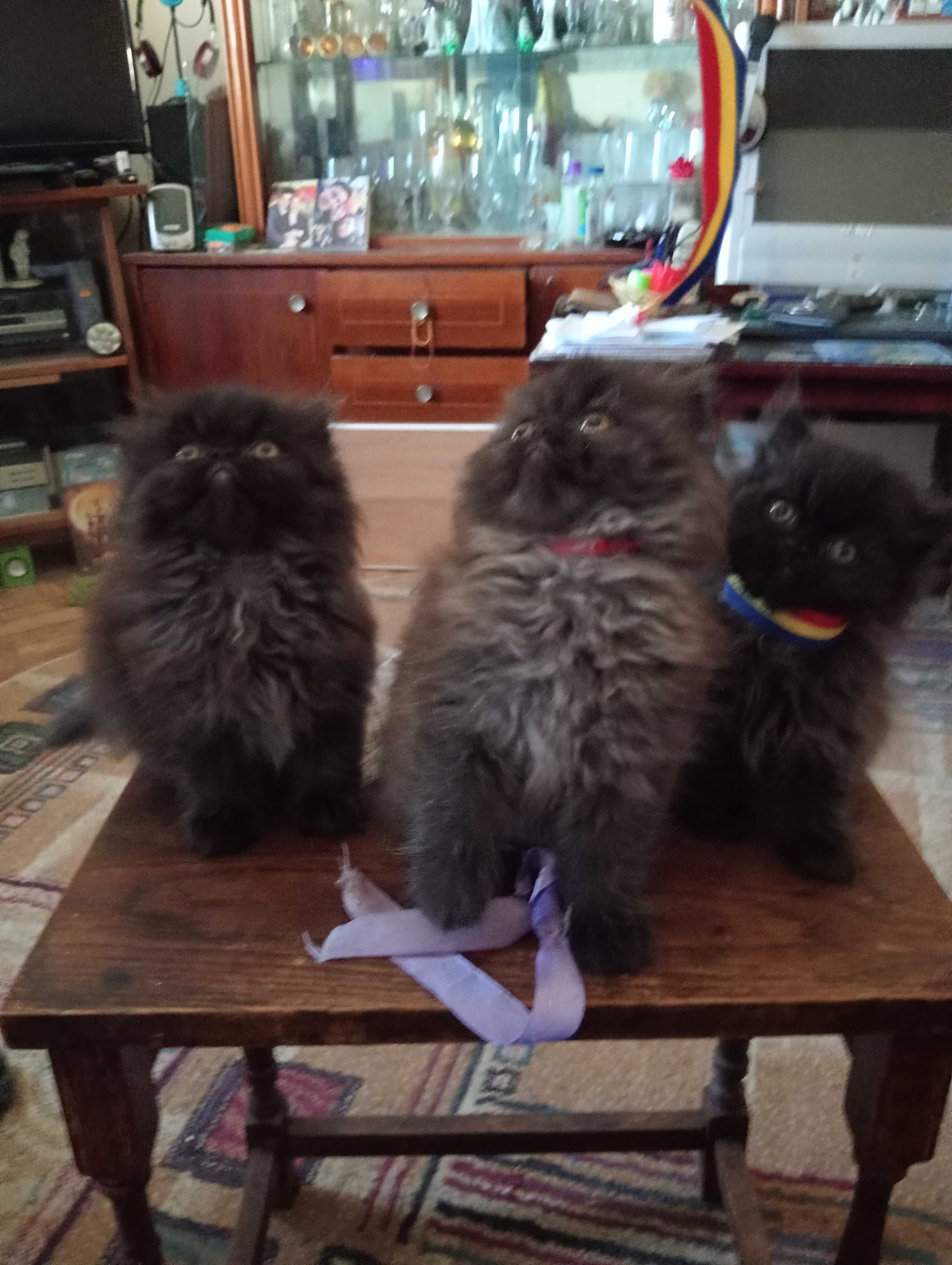Vânzare pisicuți persani.