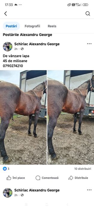 Murga buna de ham  de vânzare