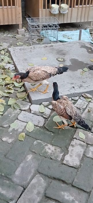 Дакан жужалар сотилади.