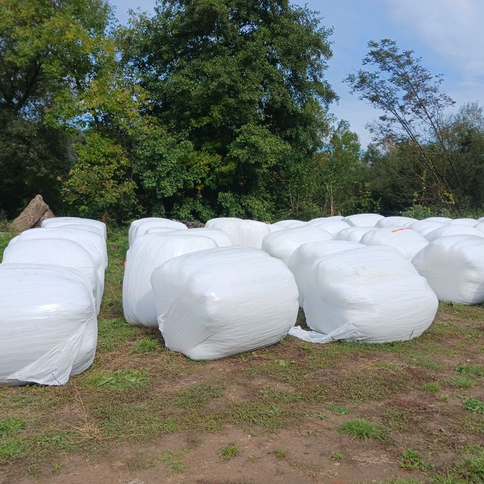 Baloti lucerna infoliati si uscati 120 x120