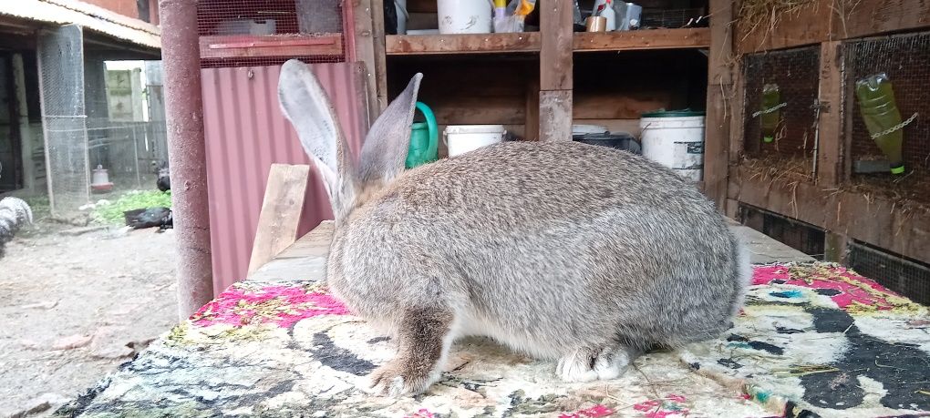 Vând mascul uriaș de 4 luni