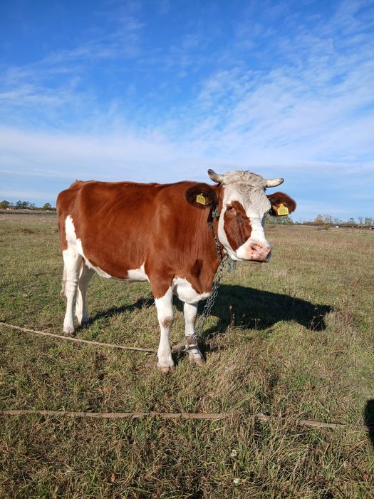 Vând Vaca pentru abator