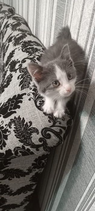 отдам котенка(девочку)