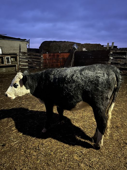 Продам 1 год 7 месяцев