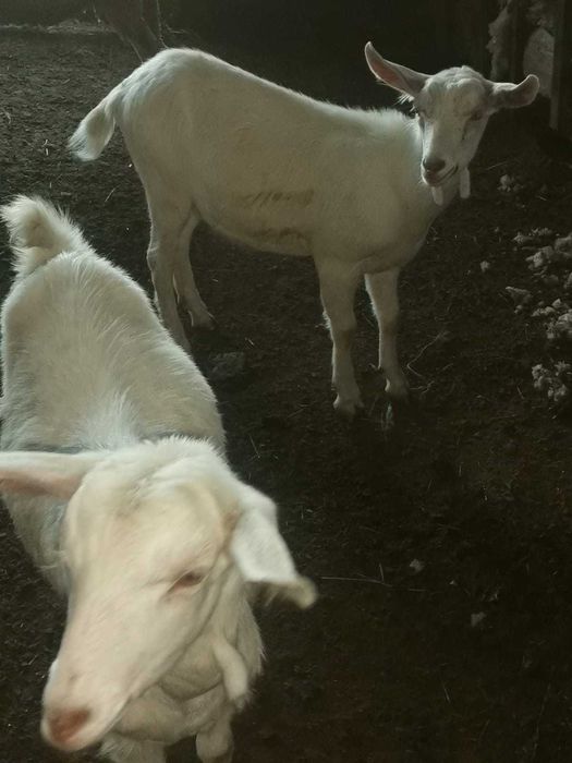 Vând ieduțe albe de Banat