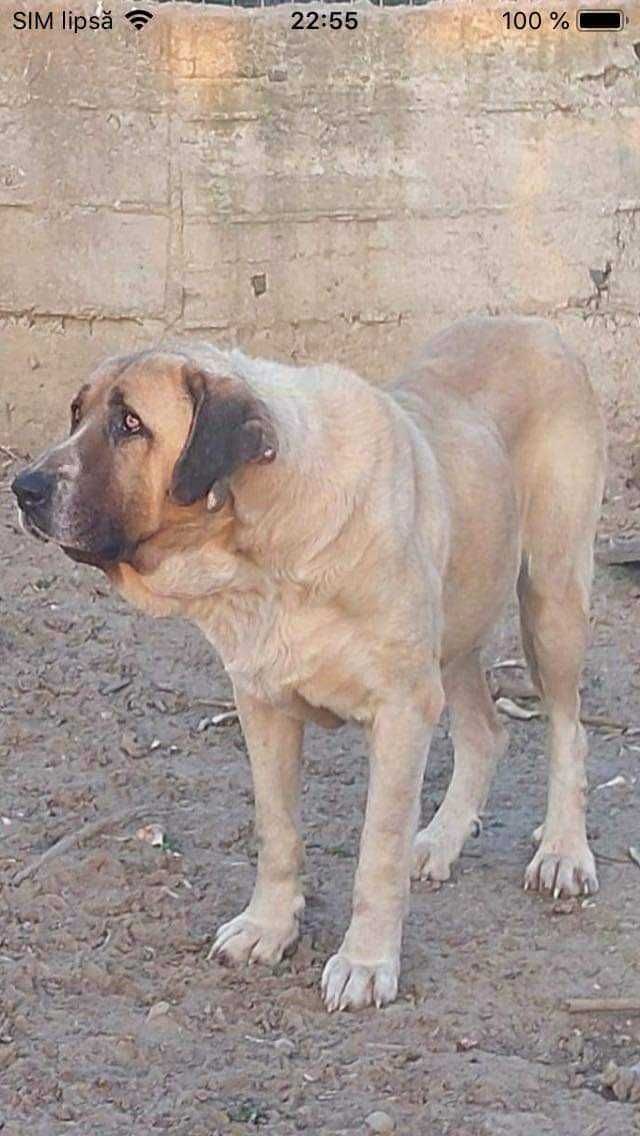 Mascul kangal malakli cu pedigree fci