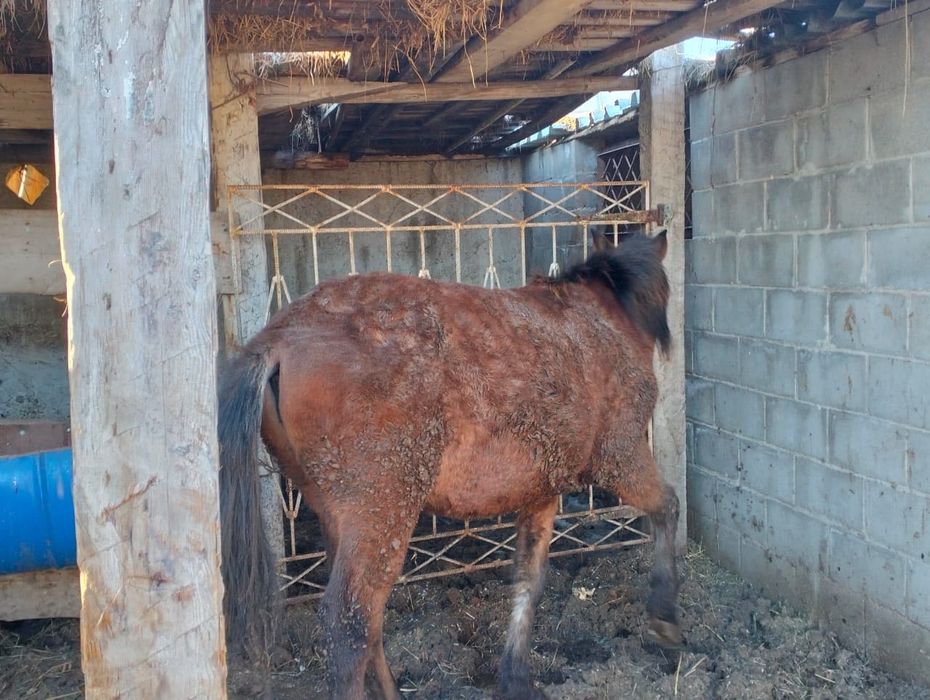 Продам лошадь, ұрғашы-тай