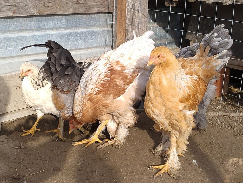 10 brahma de anul acesta