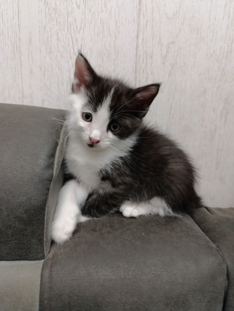 Отдам даром котят