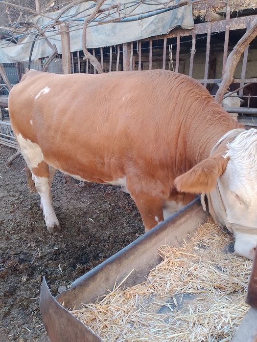 Сементал гунонжин