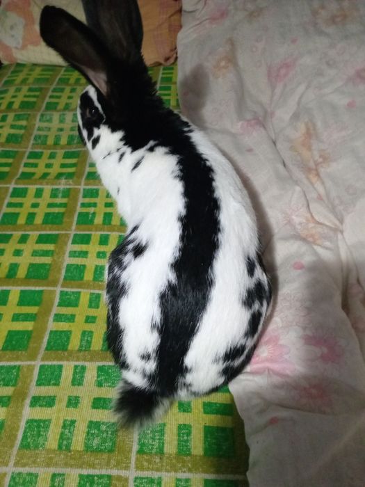 Vând fluture german pentru monta