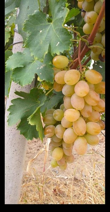 Butasi de vită de vie de anul 2 și de 3