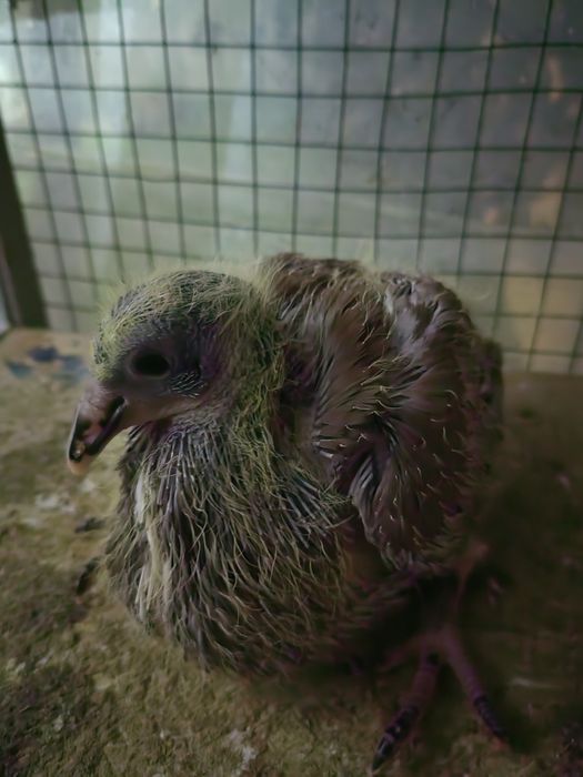 Porumbei voiajori sport