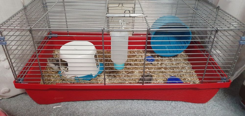 Hamsteri siberieni 20 lei