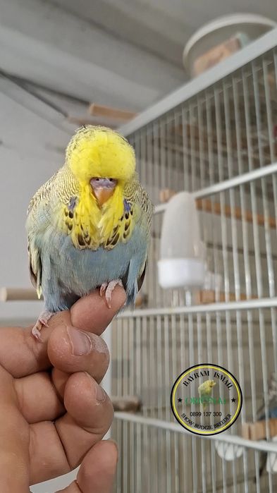 Ръчнохранен социален вълнист изложбен папагал