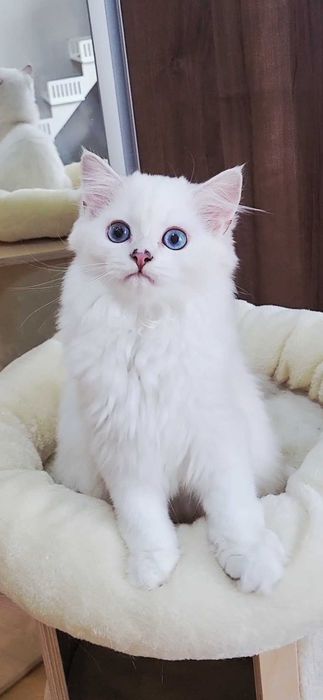 British longhair pedigree baiat superb, cu ochii albastri