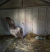 Ouă Araucana pentru incubator