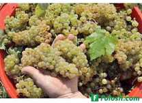 Vand  struguri de vin productie 2025