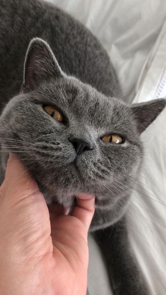 British Shorthair
