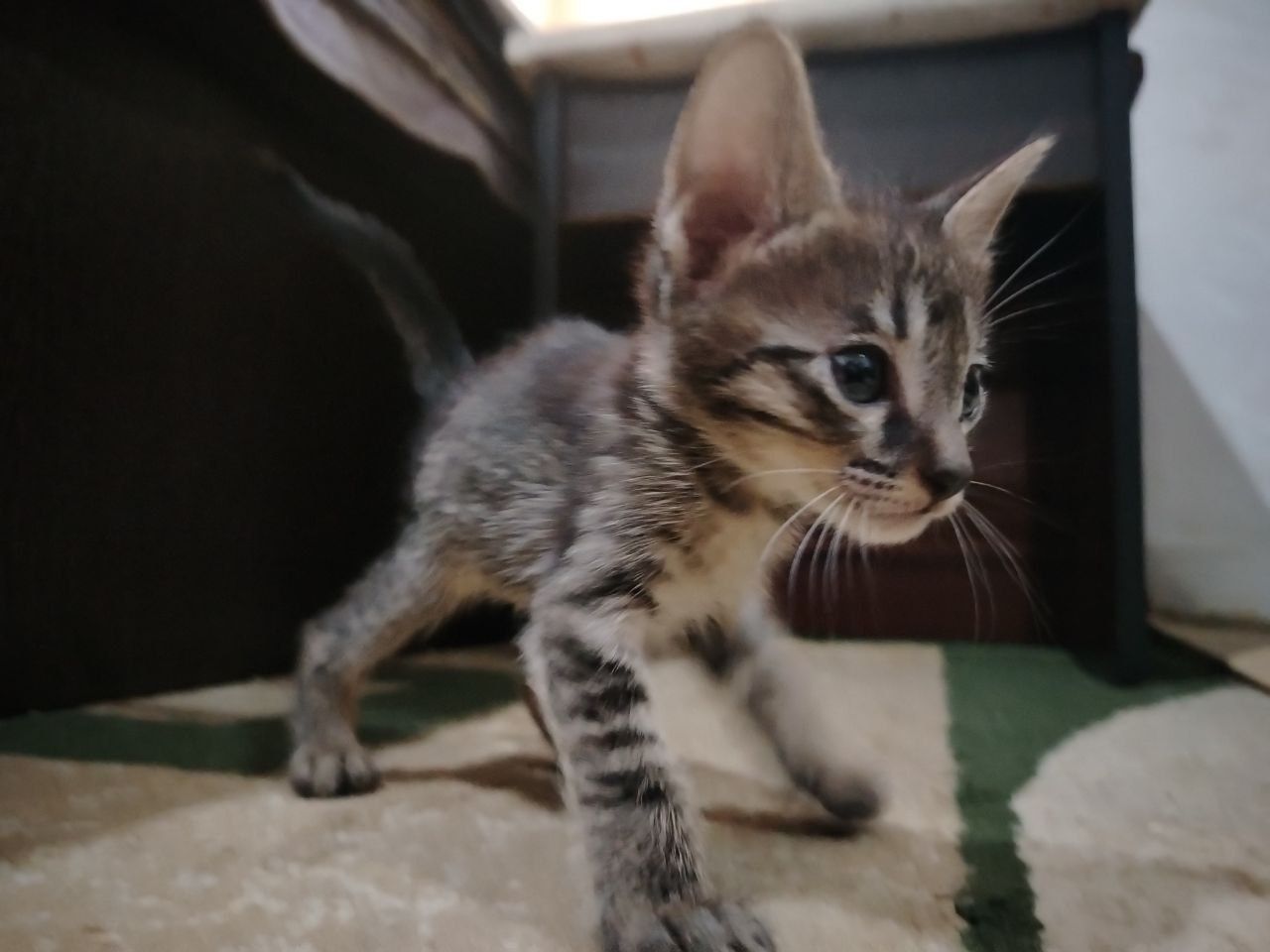 Отдам котят в добрые руки