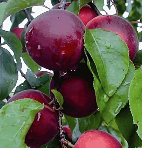 Pomi Fructiferi deosebiti  cais apeikira