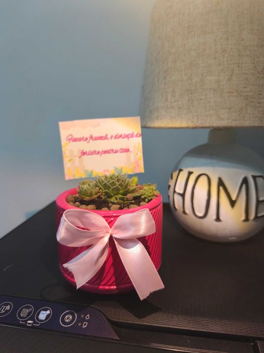 Cadouri verzi , plante suculente