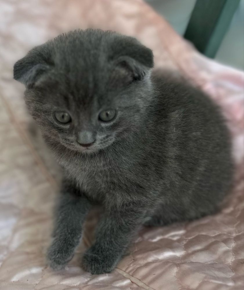 Котенок скотиш фолд мальчик