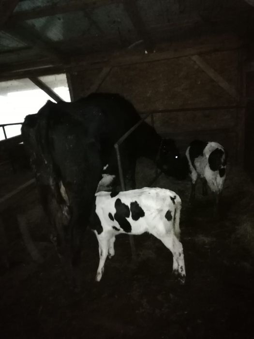 Vaca cu 2 vitei 8000 lei