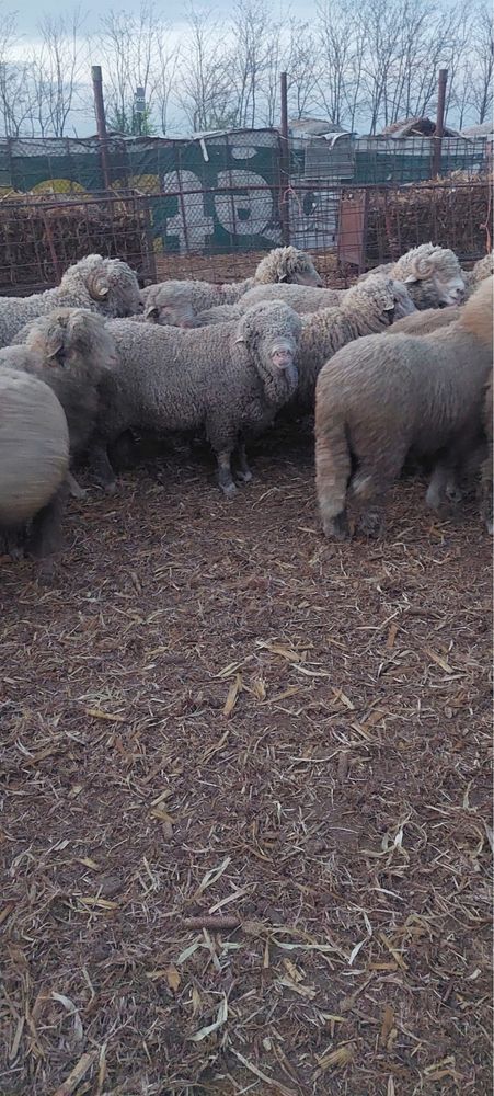 Berbeci merinos cu acte