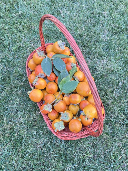 Янги пишган мазали шоколадный хурмо