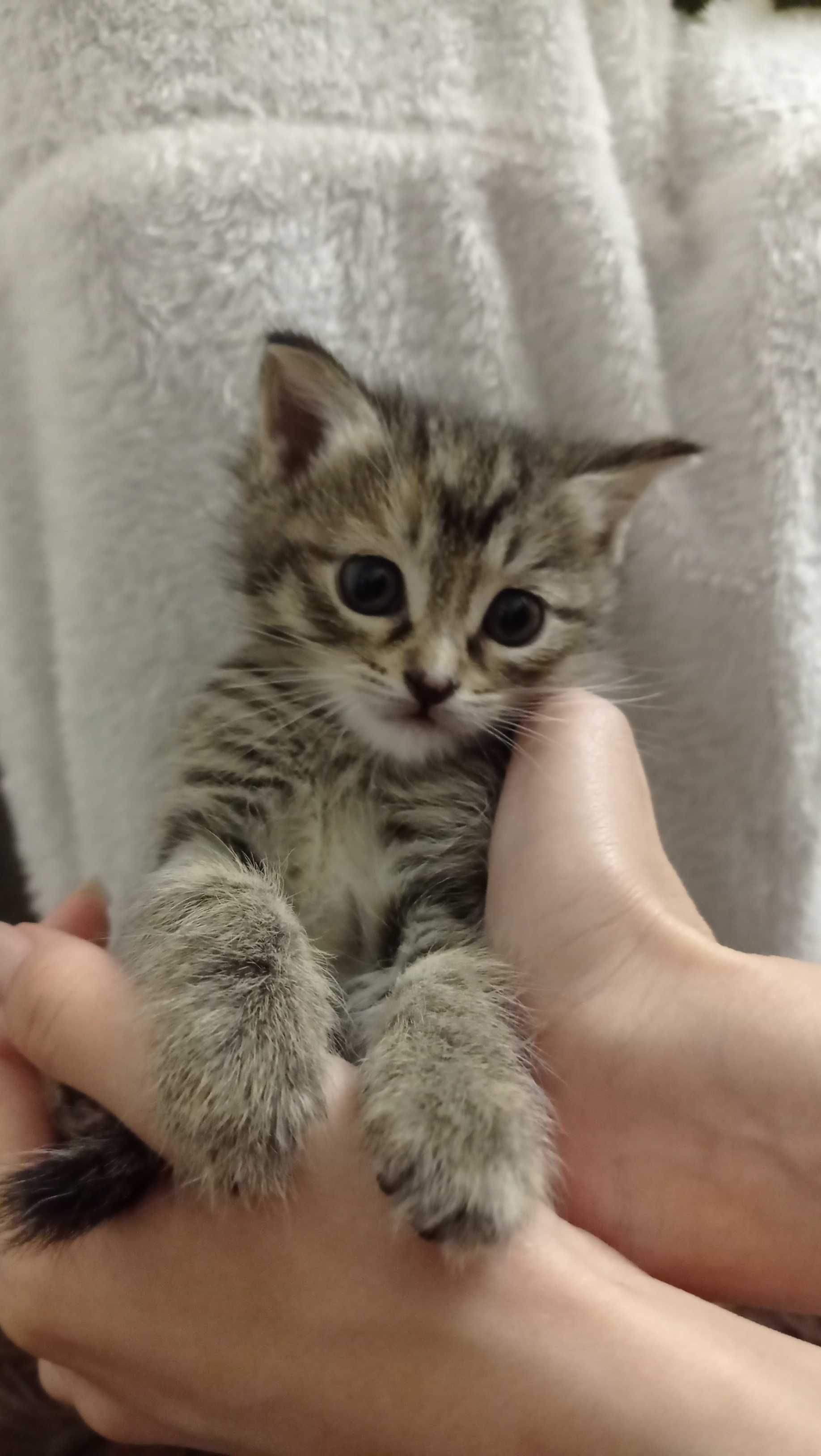 Котенок ищет своих хозяев