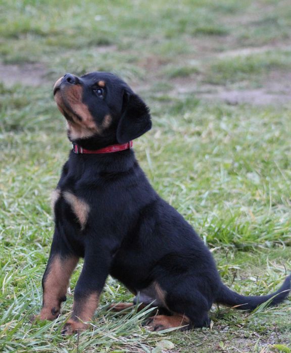 Mascul Rottweiler