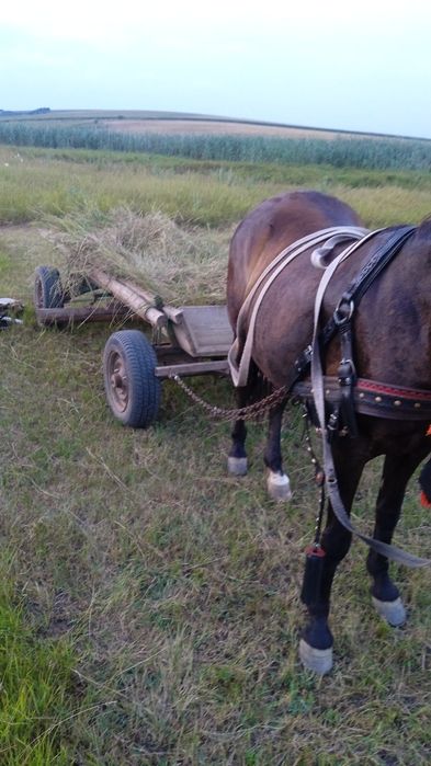 Iapa înhămată 7000 lei