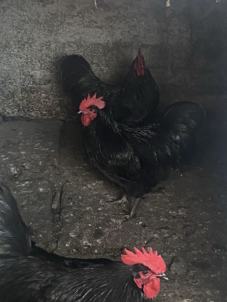 Australorp negru