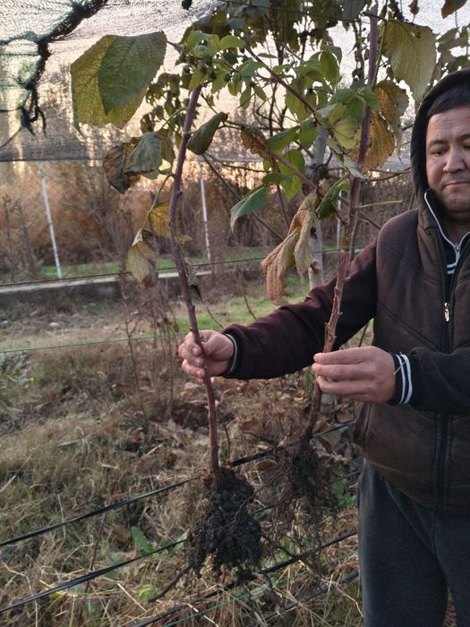 Сдаю в аренду плодородную пустую землю 1.5 га