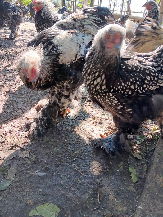 Brahma silver laced