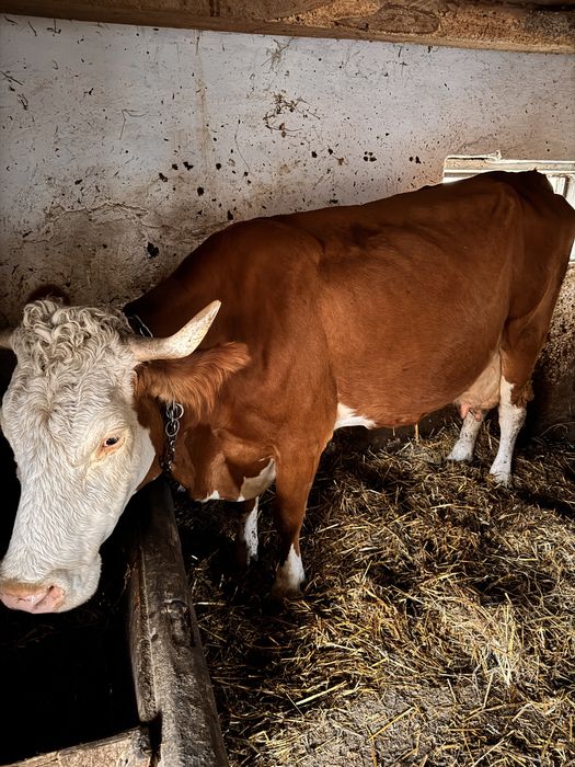 Vând vacă gestantă in 8 luni