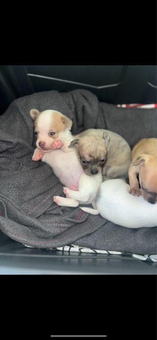 Кученца чихуахуа