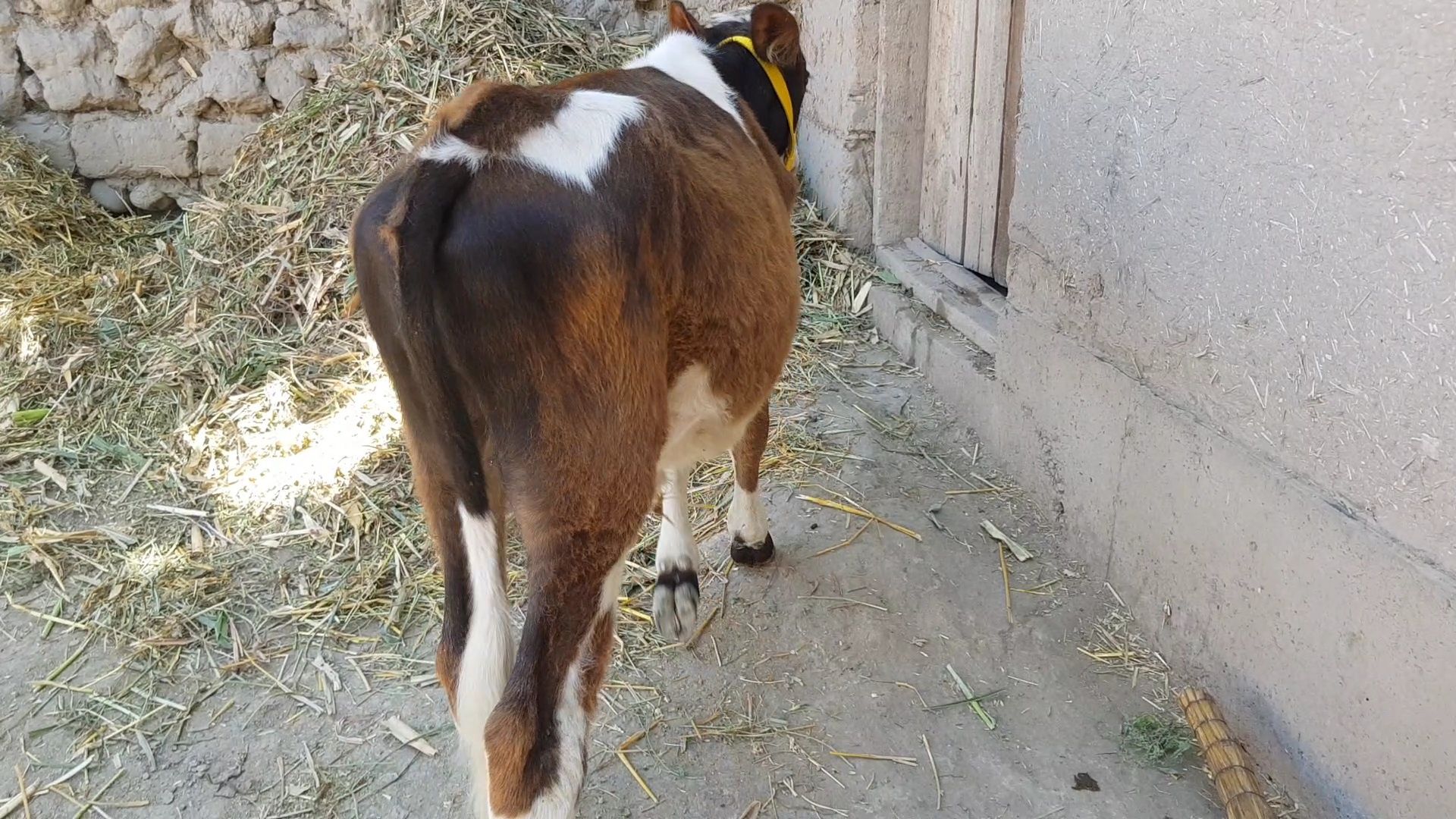 Buqachalar sotiladi
