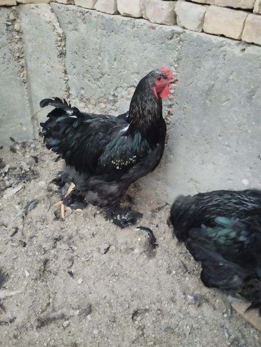 Хурозла сотилади.Брама кора.