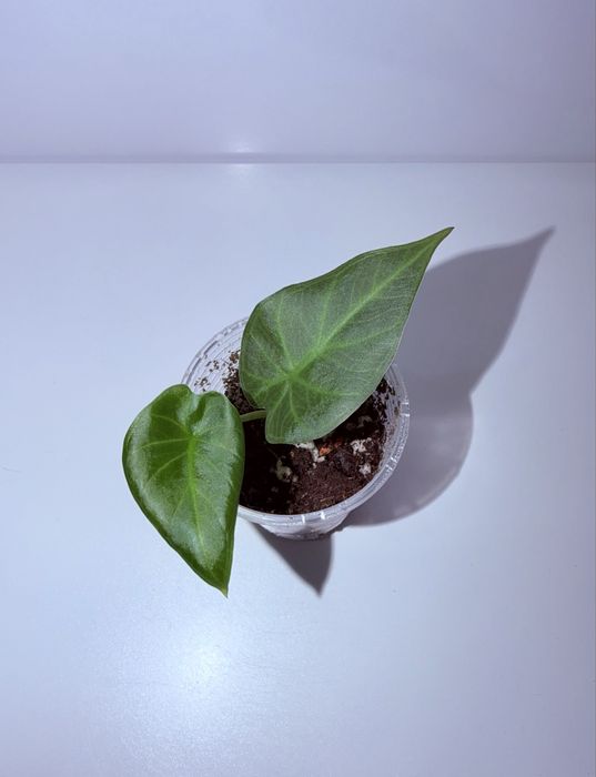 Алоказия, комнатные растения, комнатные цветы