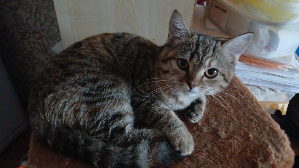 Продам котенка  девочку .