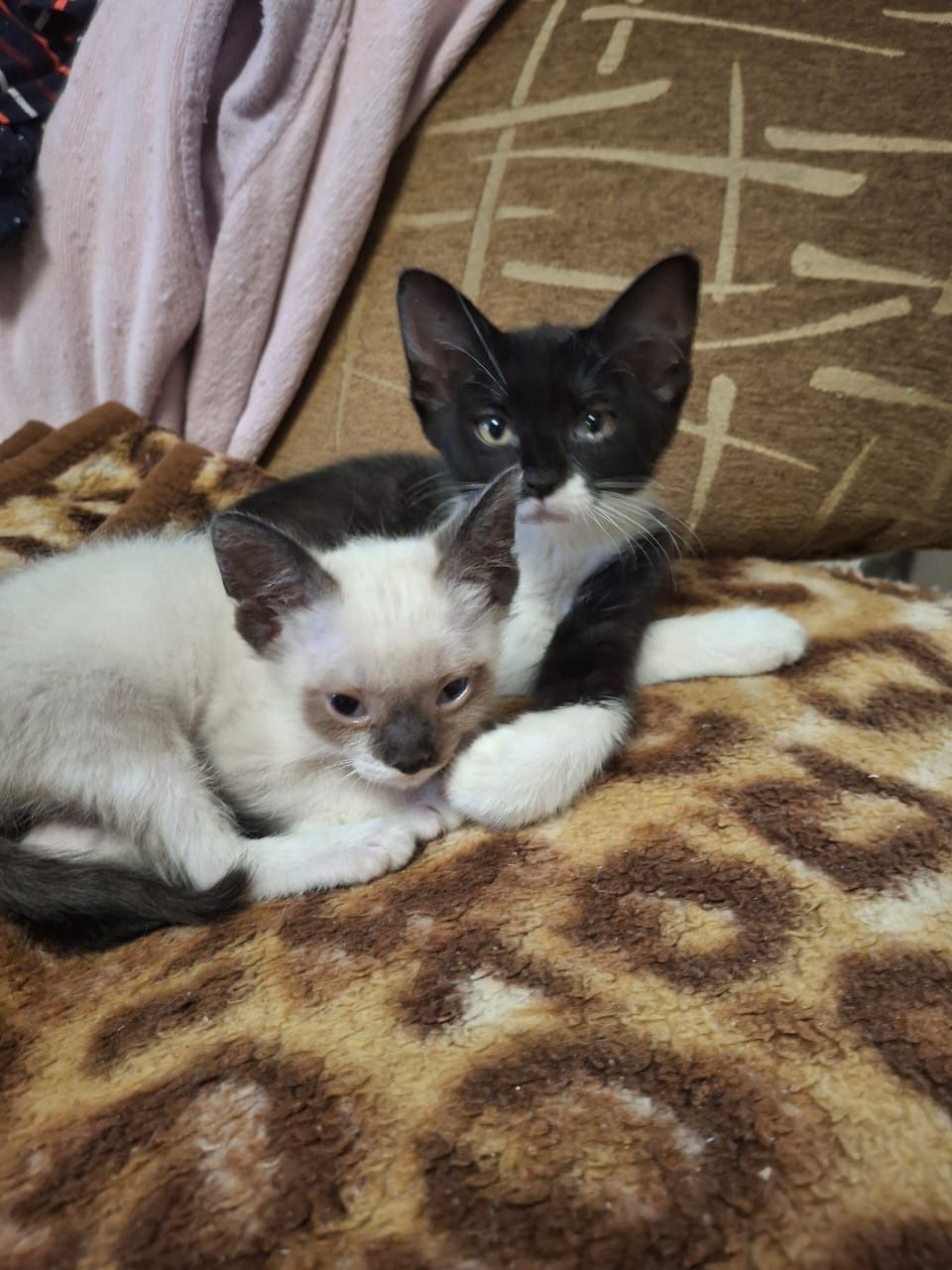 Котята бесплатно