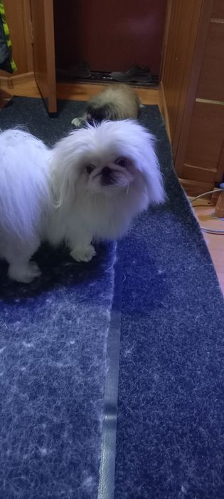 Пекинес девочка вязка