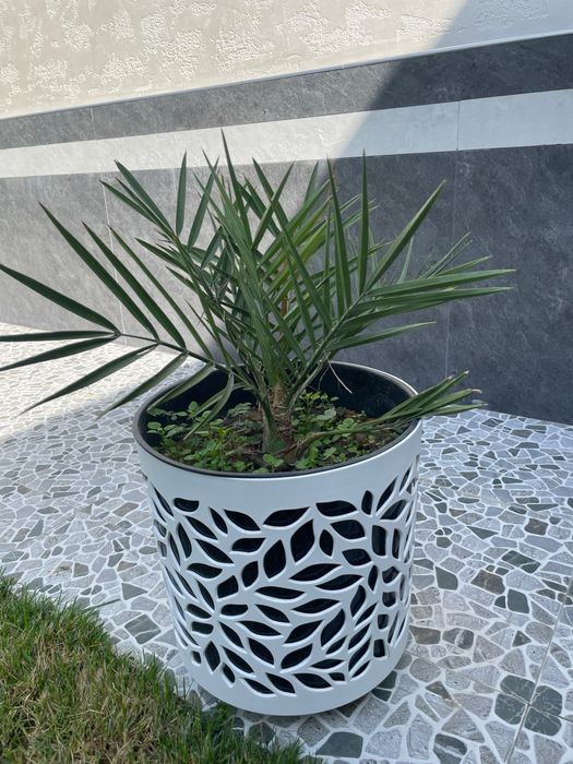 Домашние ростения