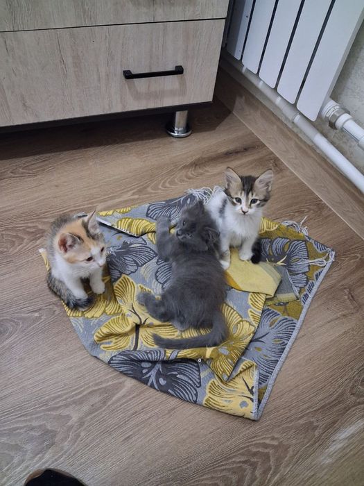 Котята хорошенькие ищут ручки