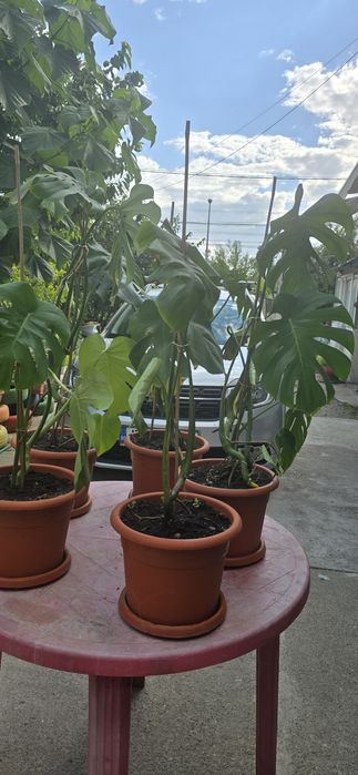De vânzare monstera deliciosa